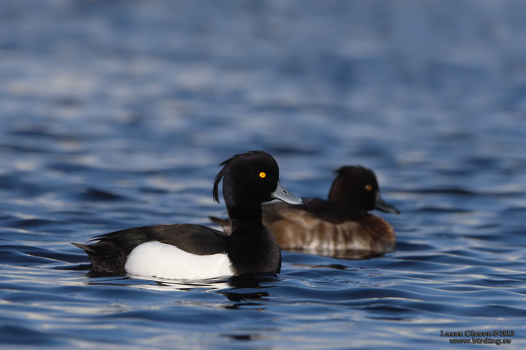 VIGG / TUFTED DUCK (Aythya fuligula) - Stng / Close