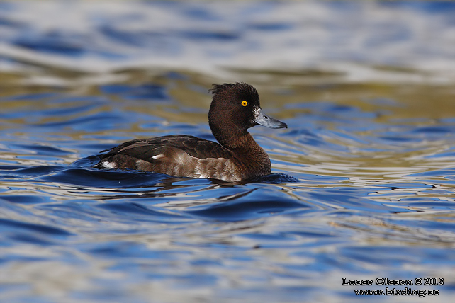 VIGG / TUFTED DUCK (Aythya fuligula) - stor bild / full size