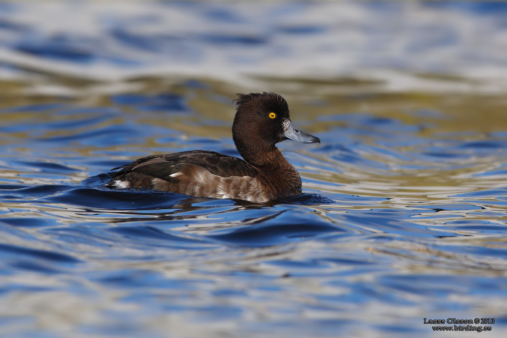 VIGG / TUFTED DUCK (Aythya fuligula) - Stng / Close