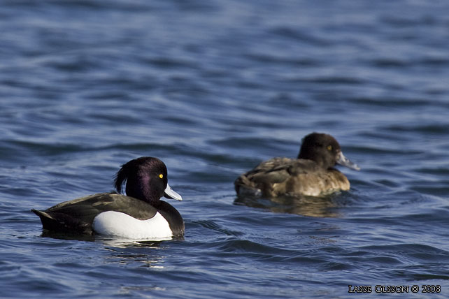 VIGG / TUFTED DUCK (Aythya fuligula) - stor bild / full size