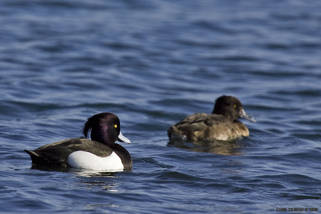 VIGG / TUFTED DUCK (Aythya fuligula) - Stng / Close