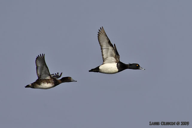 VIGG / TUFTED DUCK (Aythya fuligula) - stor bild / full size