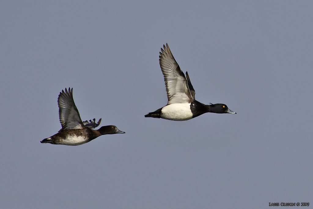 VIGG / TUFTED DUCK (Aythya fuligula) - Stng / Close