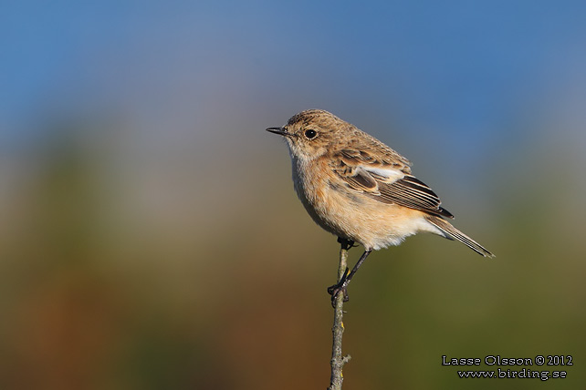 VITGUMPAD BUSKSKVTTA / SIBERIAN STONECHAT (Saxicola maurus) - stor bild / full size