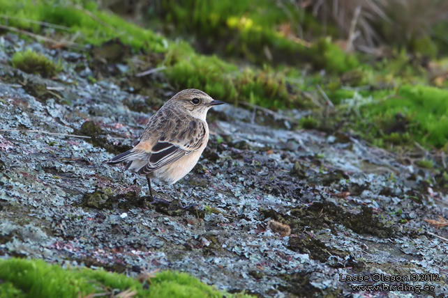 VITGUMPAD BUSKSKVTTA / SIBERIAN STONECHAT (Saxicola maurus) - stor bild / full size