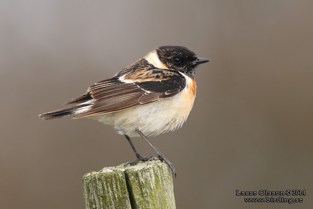 VITGUMPAD BUSKSKVÄTTA / SIBERIAN STONECHAT (Saxicola maurus) - stor bild / full size