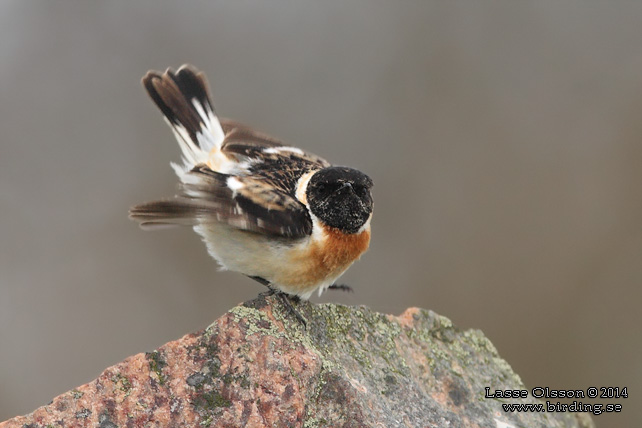 VITGUMPAD BUSKSKVÄTTA / SIBERIAN STONECHAT (Saxicola maurus) - stor bild / full size