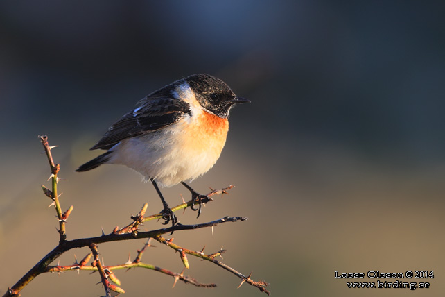 VITGUMPAD BUSKSKVÄTTA / SIBERIAN STONECHAT (Saxicola maurus) - stor bild / full size