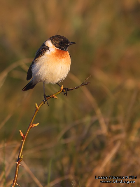 VITGUMPAD BUSKSKVÄTTA / SIBERIAN STONECHAT (Saxicola maurus) - stor bild / full size