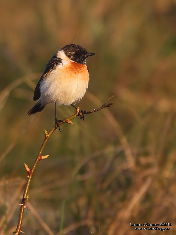 VITGUMPAD BUSKSKVTTA / SIBERIAN STONECHAT (Saxicola maurus) - Stng / Close