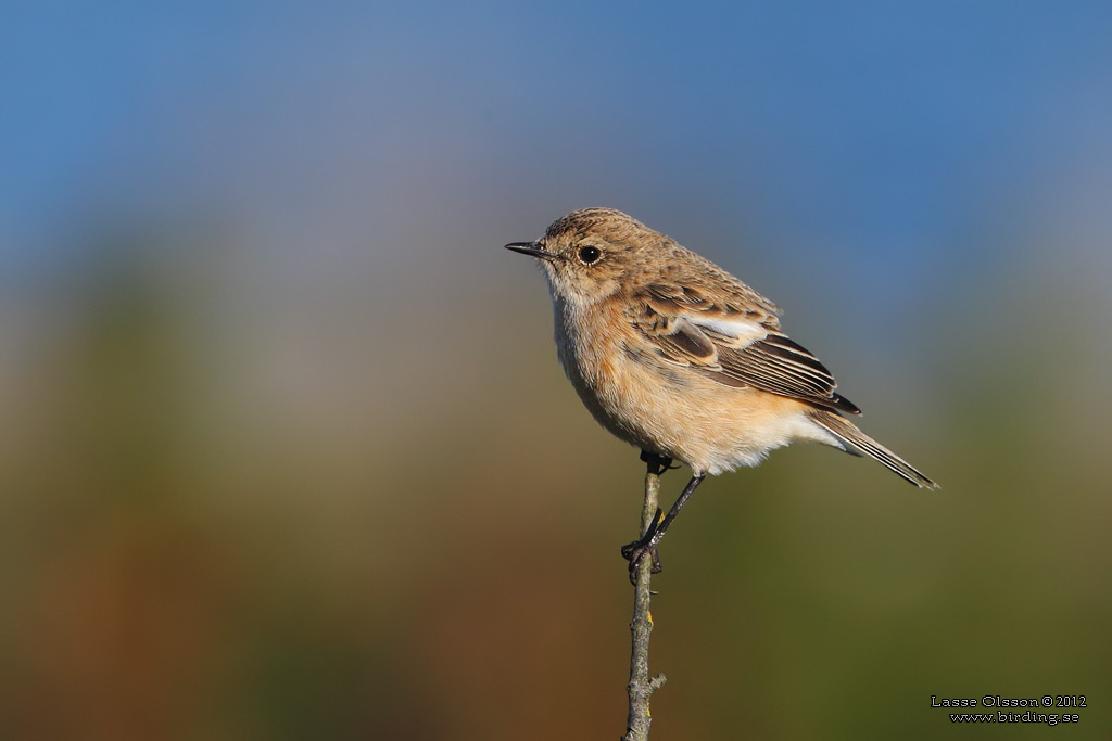VITGUMPAD BUSKSKVTTA / SIBERIAN STONECHAT (Saxicola maurus) - Stng / Close