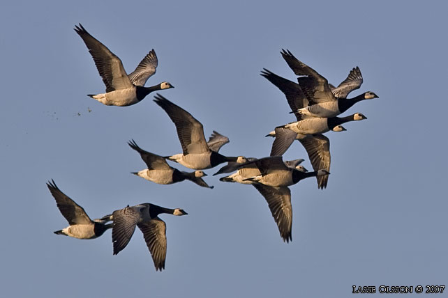 VITKINDAD GS / BARNACLE GOOSE (Branta leucopsis) - stor bild / full size