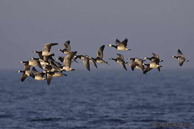 VITKINDAD GS / BARNACLE GOOSE (Branta leucopsis) - stor bild / full size