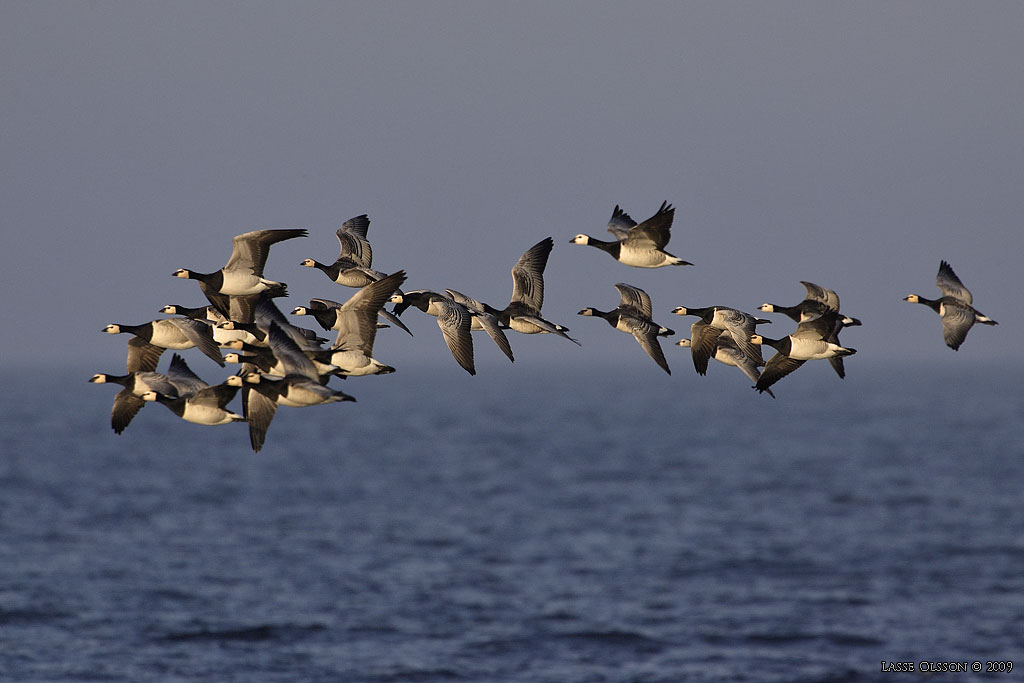 VITKINDAD GS / BARNACLE GOOSE (Branta leucopsis) - Stng / Close