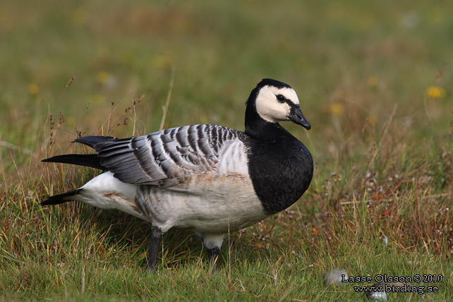 VITKINDAD GS / BARNACLE GOOSE (Branta leucopsis) - stor bild / full size