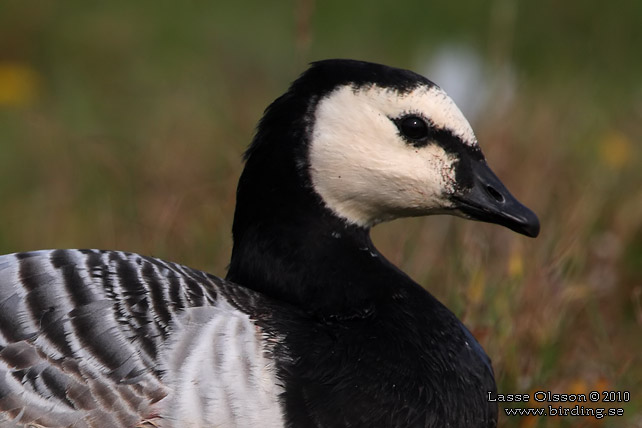 VITKINDAD GS / BARNACLE GOOSE (Branta leucopsis) - stor bild / full size