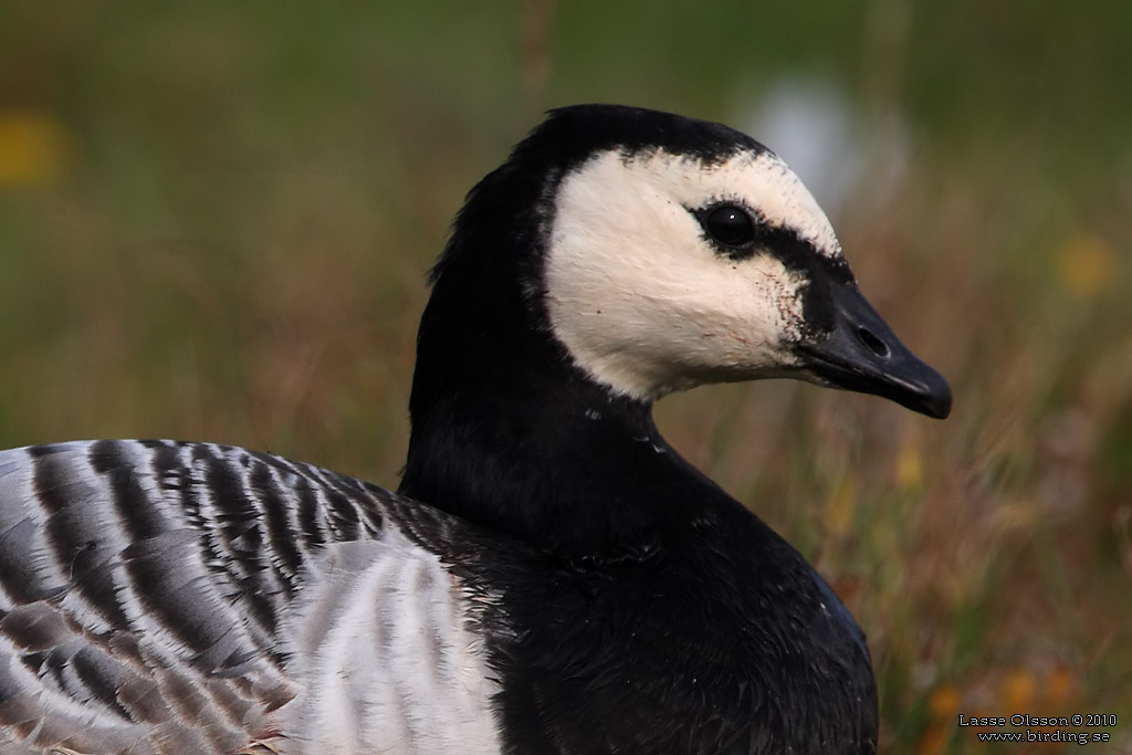 VITKINDAD GS / BARNACLE GOOSE (Branta leucopsis) - Stng / Close