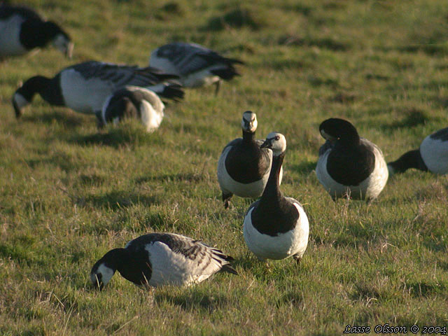 VITKINDAD GS / BARNACLE GOOSE (Branta leucopsis)