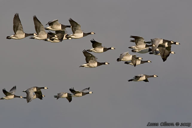 VITKINDAD GS / BARNACLE GOOSE (Branta leucopsis)