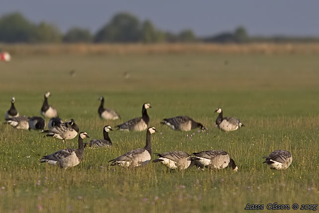 VITKINDAD GS / BARNACLE GOOSE (Branta leucopsis)