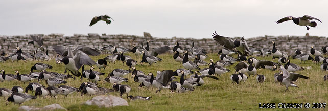 VITKINDAD GS / BARNACLE GOOSE (Branta leucopsis) - stor bild / full size