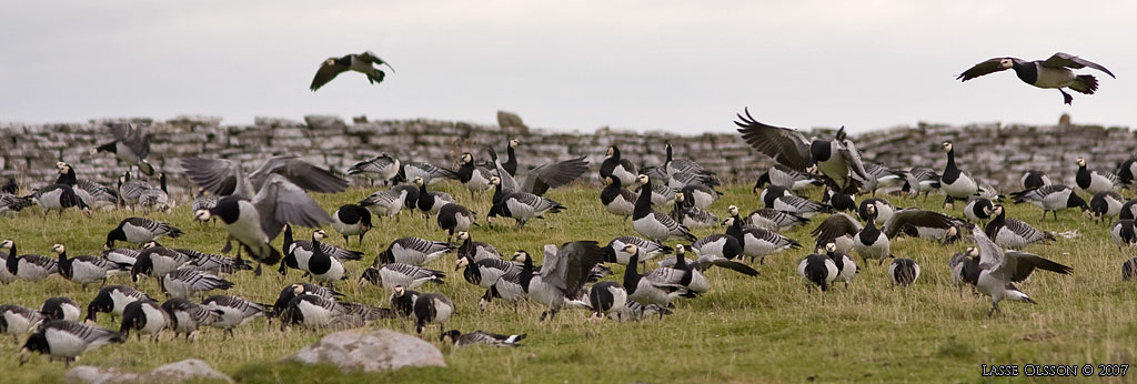 VITKINDAD GS / BARNACLE GOOSE (Branta leucopsis) - Stng / Close