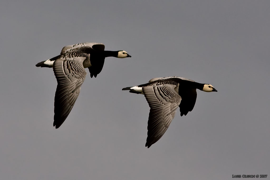 VITKINDAD GS / BARNACLE GOOSE (Branta leucopsis) - Stng / Close