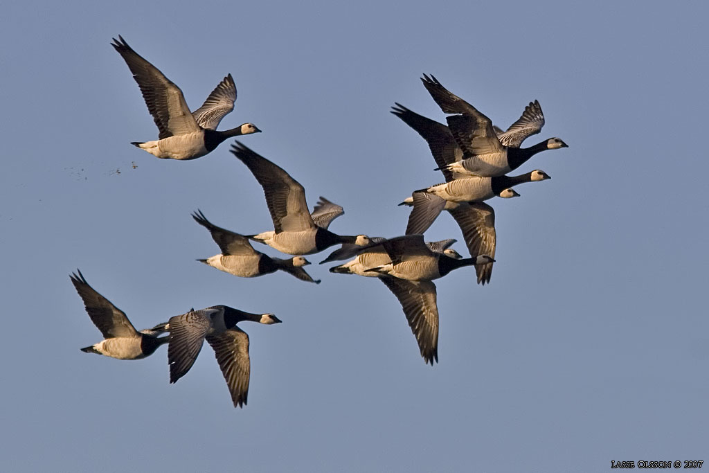 VITKINDAD GS / BARNACLE GOOSE (Branta leucopsis) - Stng / Close