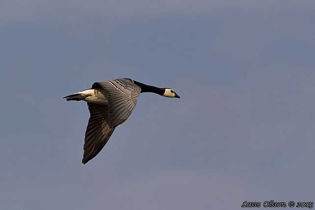 VITKINDAD GS / BARNACLE GOOSE (Branta leucopsis)