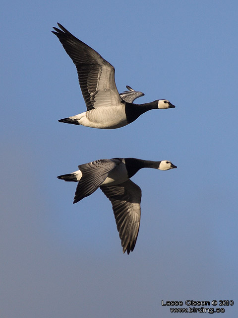 VITKINDAD GS / BARNACLE GOOSE (Branta leucopsis) - stor bild / full size