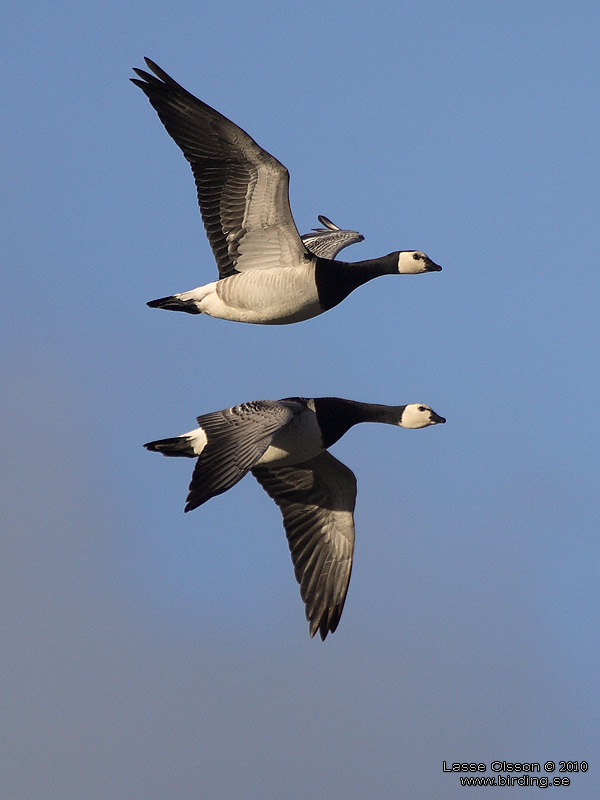 VITKINDAD GS / BARNACLE GOOSE (Branta leucopsis) - Stng / Close