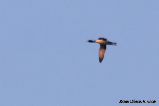 VITNBBAD ISLOM / YELLOW-BILLED LOON (Gavia adamsii)