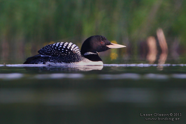 VITNÄBBAD ISLOM / YELLOW-BILLED LOON (Gavia adamsii) - stor bild / full size