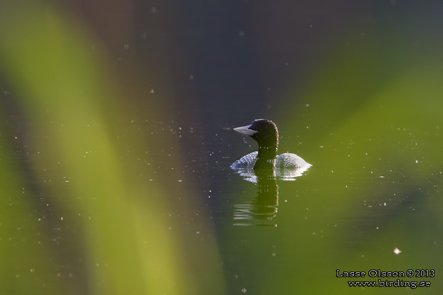 VITNÄBBAD ISLOM / YELLOW-BILLED LOON (Gavia adamsii) - stor bild / full size