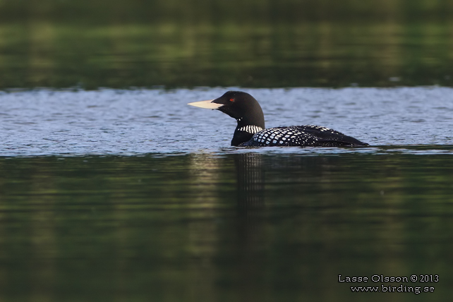 VITNÄBBAD ISLOM / YELLOW-BILLED LOON (Gavia adamsii) - stor bild / full size