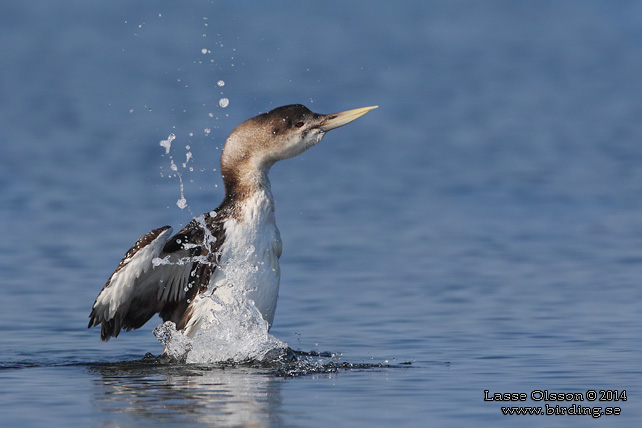 VITNÄBBAD ISLOM / YELLOW-BILLED LOON (Gavia adamsii) - stor bild / full size