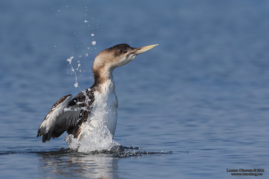 VITNBBAD ISLOM / YELLOW-BILLED LOON (Gavia adamsii) - Stäng / Close