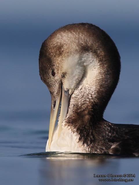 VITNÄBBAD ISLOM / YELLOW-BILLED LOON (Gavia adamsii) - stor bild / full size