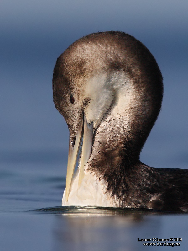 VITNBBAD ISLOM / YELLOW-BILLED LOON (Gavia adamsii) - Stäng / Close