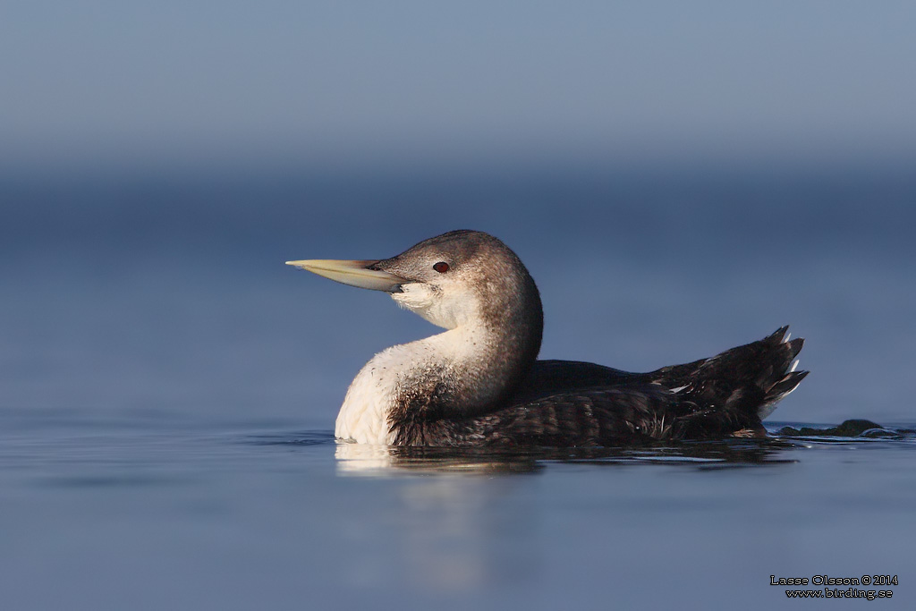 VITNBBAD ISLOM / YELLOW-BILLED LOON (Gavia adamsii) - Stäng / Close