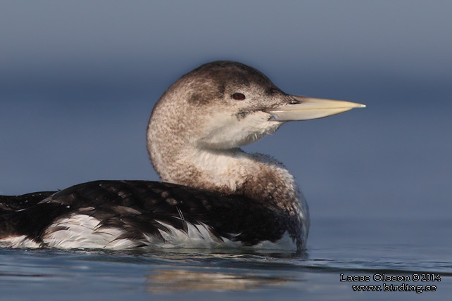 VITNÄBBAD ISLOM / YELLOW-BILLED LOON (Gavia adamsii) - stor bild / full size