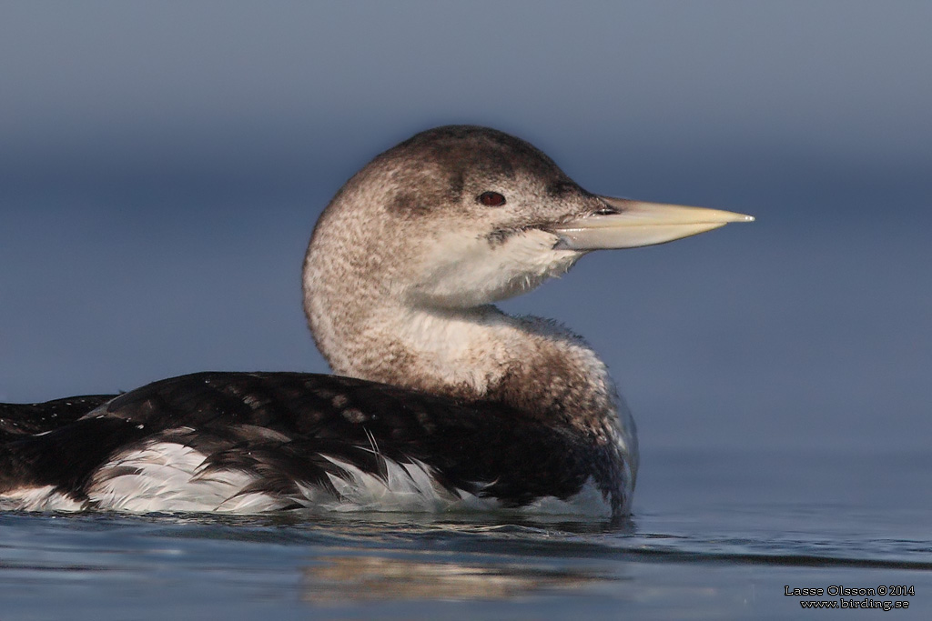 VITNBBAD ISLOM / YELLOW-BILLED LOON (Gavia adamsii) - Stäng / Close