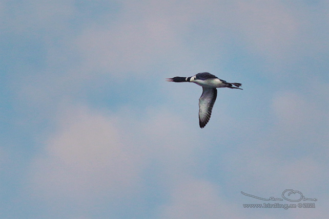 VITNÄBBAD ISLOM / YELLOW-BILLED LOON (Gavia adamsii) - stor bild / full size