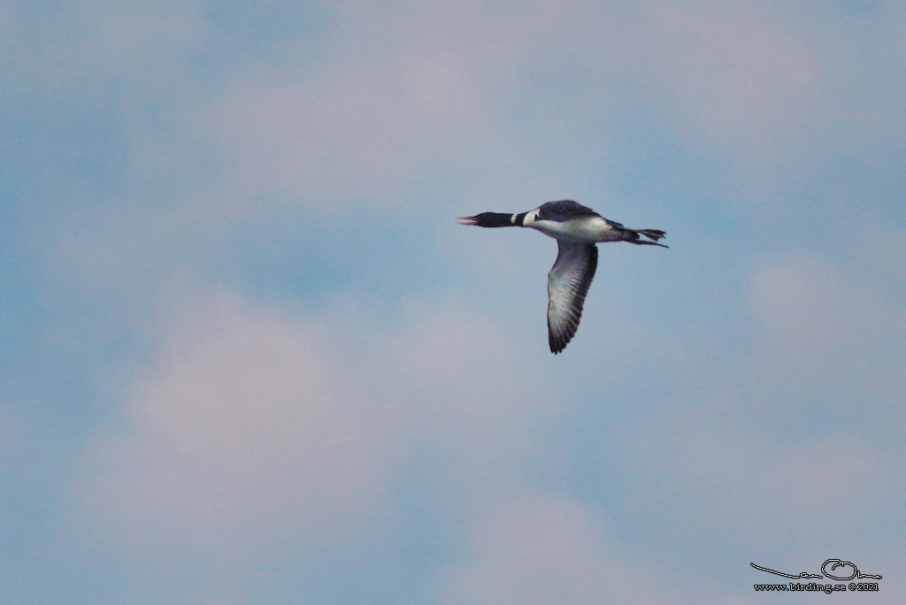 VITNBBAD ISLOM / YELLOW-BILLED LOON (Gavia adamsii) - Stäng / Close