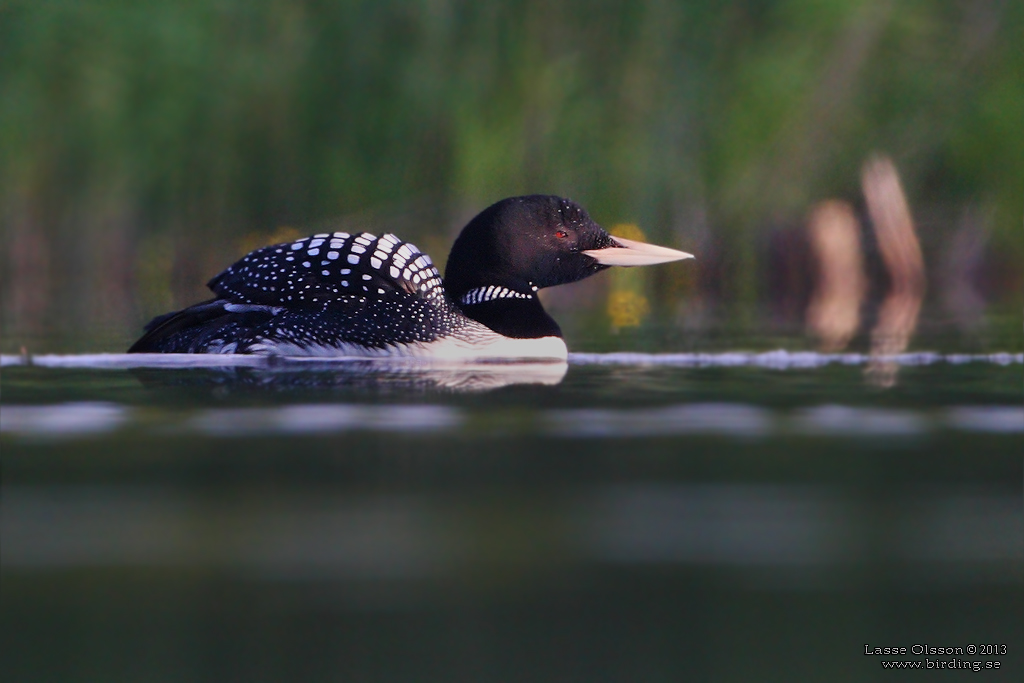 VITNBBAD ISLOM / YELLOW-BILLED LOON (Gavia adamsii) - Stäng / Close