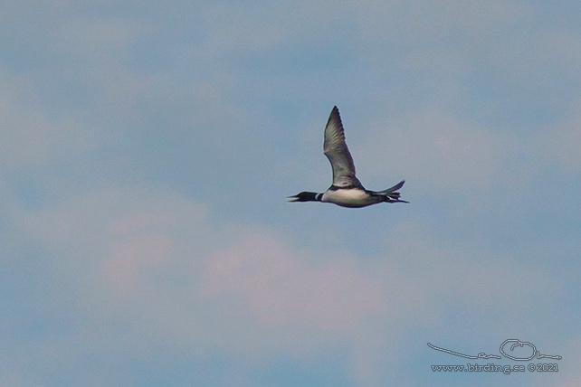 VITNÄBBAD ISLOM / YELLOW-BILLED LOON (Gavia adamsii) - stor bild / full size