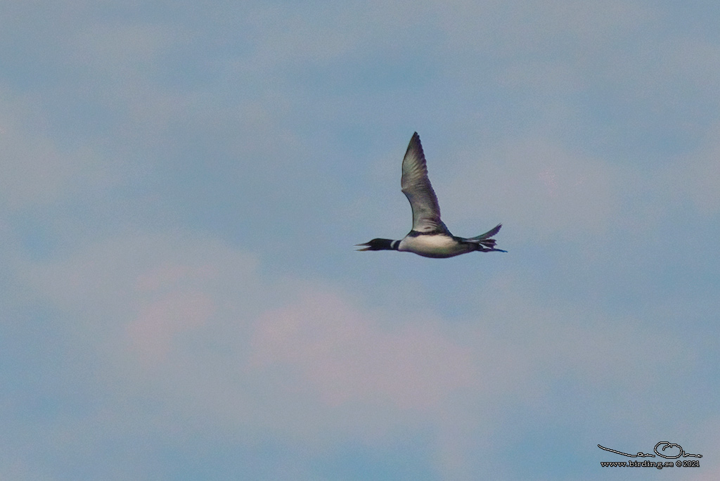 VITNBBAD ISLOM / YELLOW-BILLED LOON (Gavia adamsii) - Stäng / Close