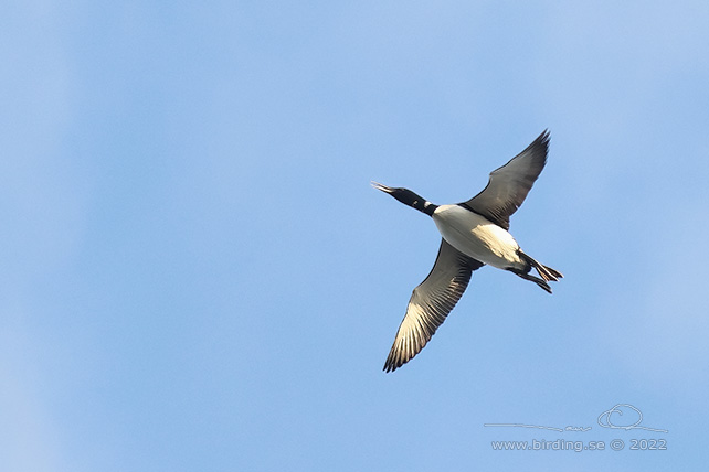 VITNÄBBAD ISLOM / YELLOW-BILLED LOON (Gavia adamsii) - stor bild / full size