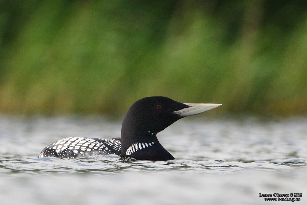 VITNBBAD ISLOM / YELLOW-BILLED LOON (Gavia adamsii) - Stäng / Close