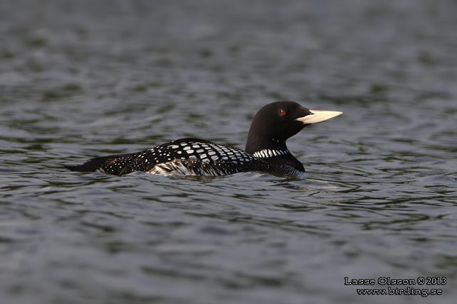 VITNÄBBAD ISLOM / YELLOW-BILLED LOON (Gavia adamsii) - stor bild / full size